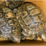 Tortoises in Galápagos