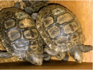 Tortoises in Galápagos
