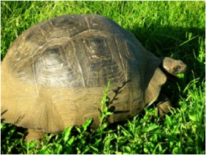 Tortoise in the Galápagos