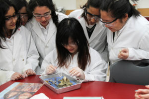 Finding the brain - Frog Dissection